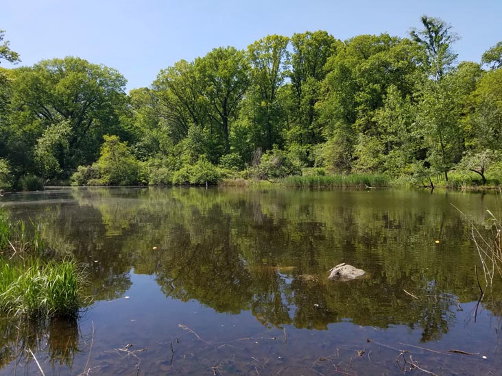Strack Pond, Forest Park, Queens, May 18, 2019