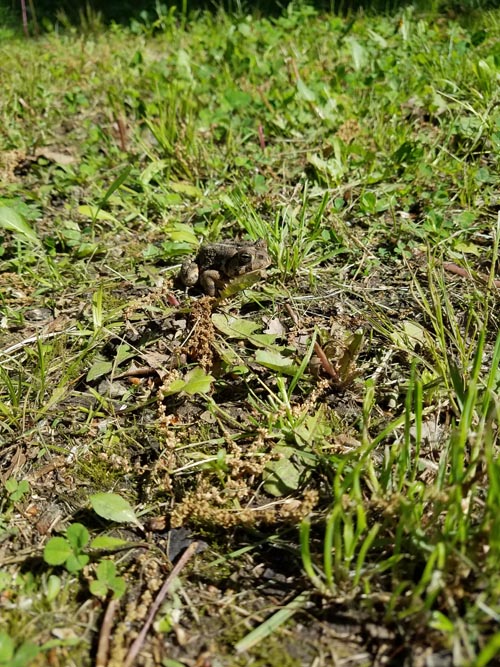 Frog, Forest Park, Queens, May 18, 2019