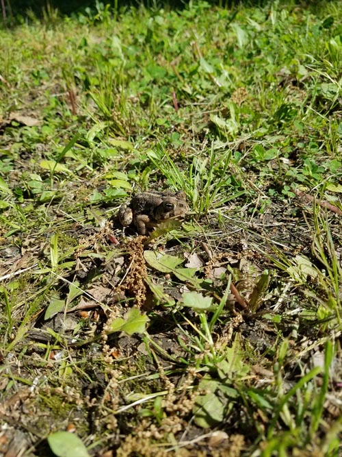 Frog, Forest Park, Queens, May 18, 2019