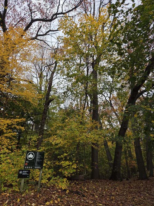 Orange Trail, Forest Park, Queens, November 11, 2025