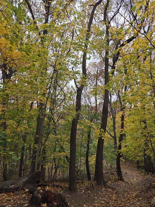 Orange Trail, Forest Park, Queens, November 11, 2025