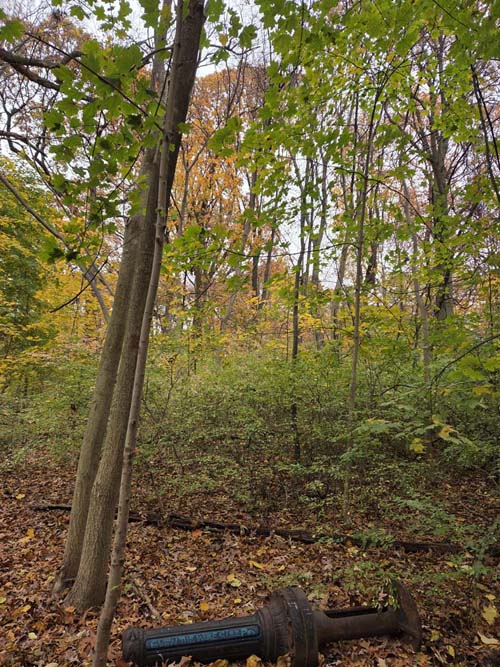 Orange Trail, Forest Park, Queens, November 11, 2025