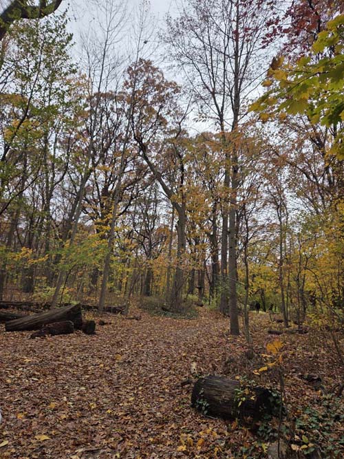 Orange Trail, Forest Park, Queens, November 11, 2025