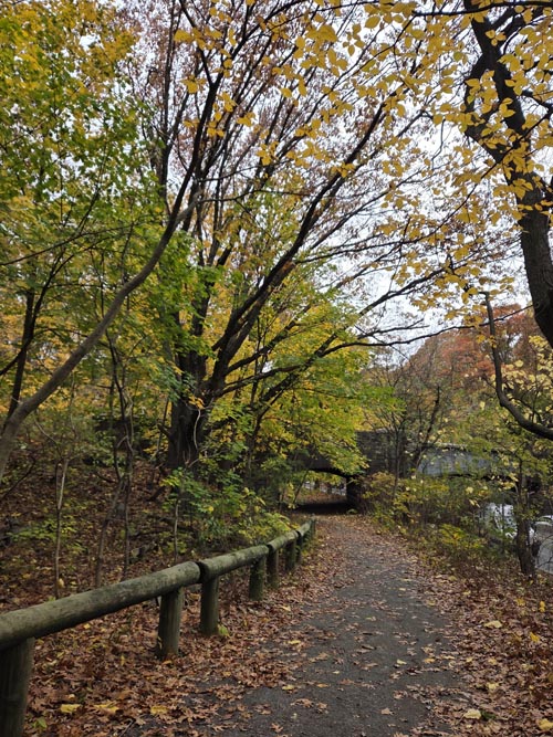 Orange Trail, Forest Park, Queens, November 11, 2025