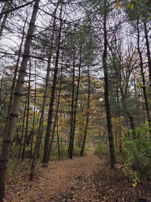 Orange Trail, Forest Park, Queens, November 11, 2025