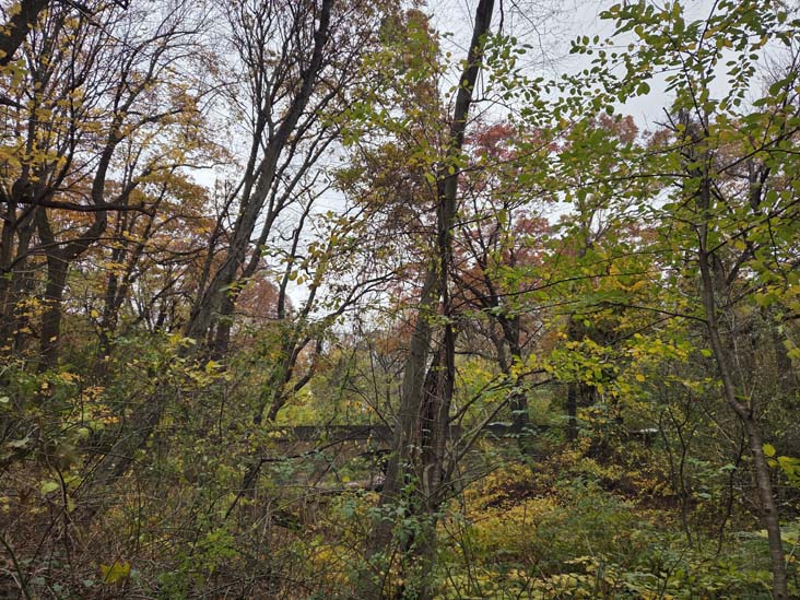 Orange Trail, Forest Park, Queens, November 11, 2025