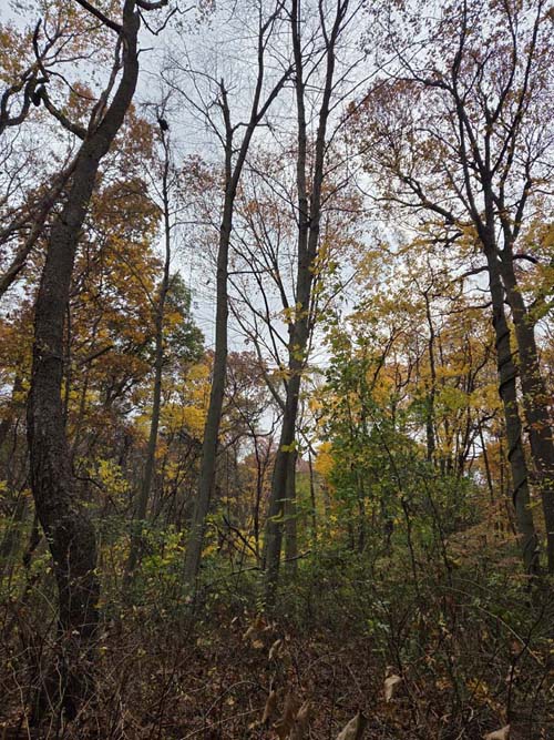 Orange Trail, Forest Park, Queens, November 11, 2025