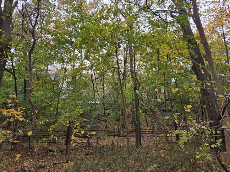 Rockaway Beach Branch Tracks, Orange Trail, Forest Park, Queens, November 11, 2025