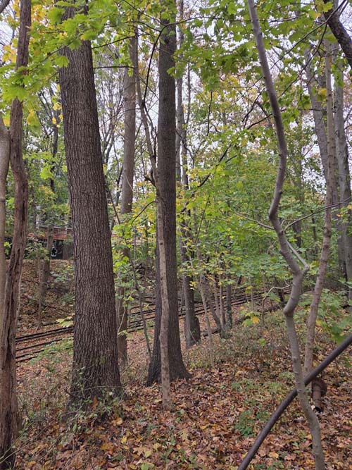 Rockaway Beach Branch Tracks, Orange Trail, Forest Park, Queens, November 11, 2025