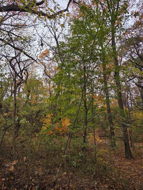 Orange Trail, Forest Park, Queens, November 11, 2025