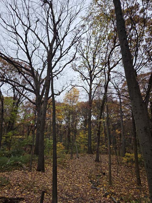 Orange Trail, Forest Park, Queens, November 11, 2025