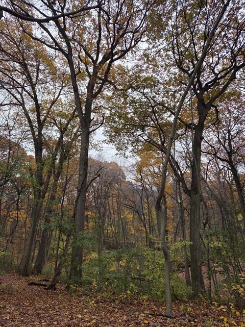 Orange Trail, Forest Park, Queens, November 11, 2025