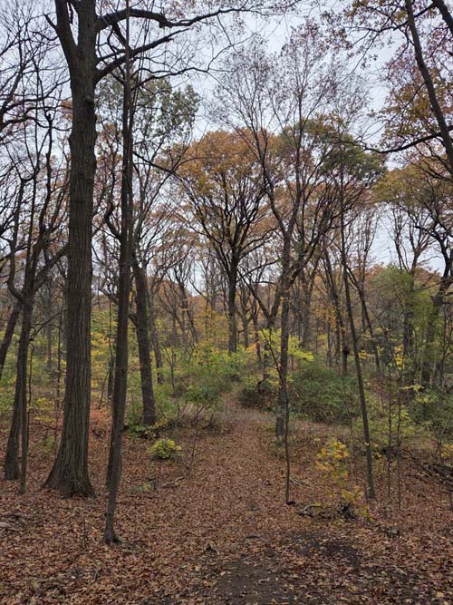 Orange Trail, Forest Park, Queens, November 11, 2025
