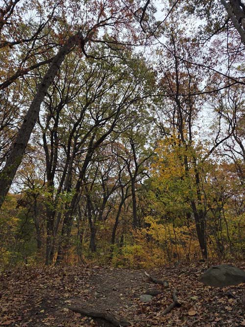 Orange Trail, Forest Park, Queens, November 11, 2025