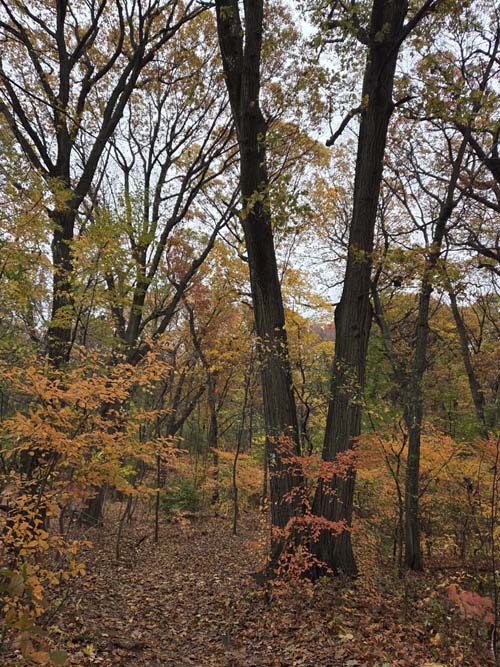 Orange Trail, Forest Park, Queens, November 11, 2025