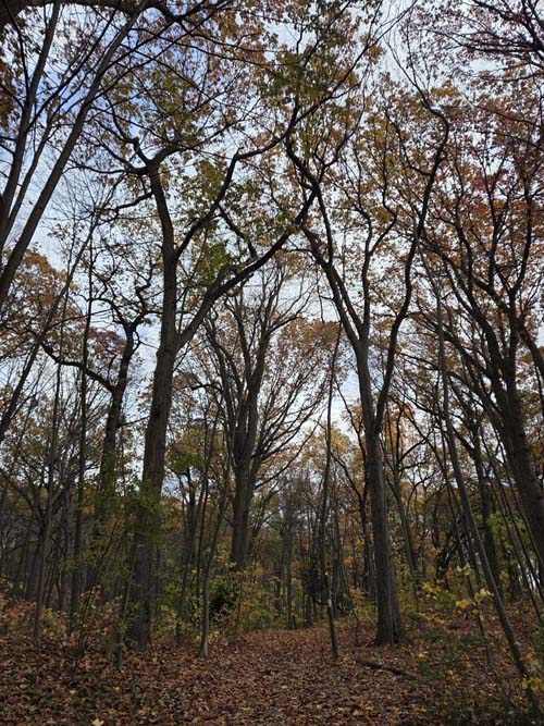 Orange Trail, Forest Park, Queens, November 11, 2025