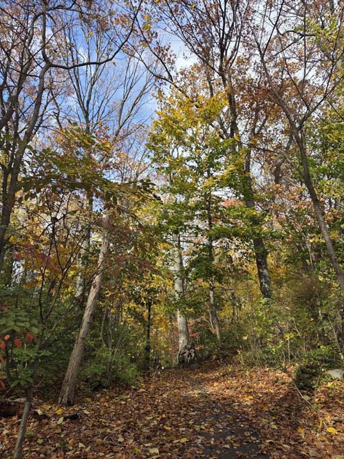 Orange Trail, Forest Park, Queens, November 11, 2025