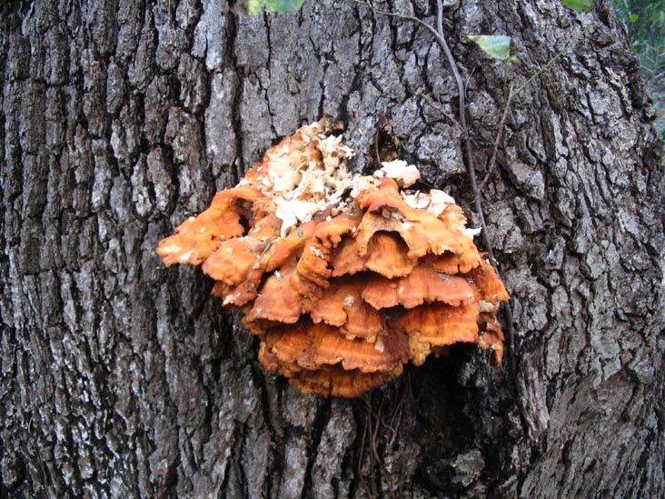 Fungus Growing on Tree, Forest Park Drive, Forest Park, Queens