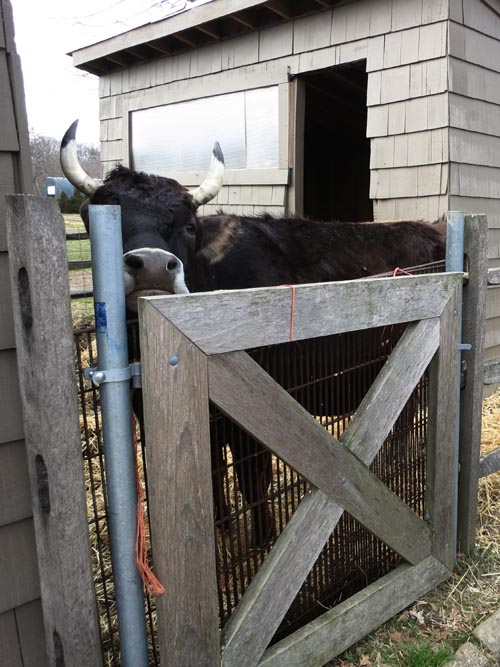 Queens County Farm Museum, Glen Oaks, Queens, March 11, 2013