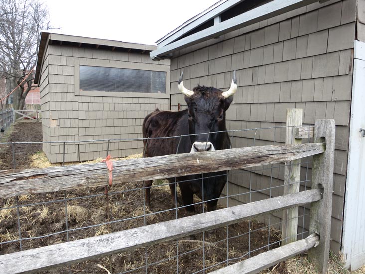 Queens County Farm Museum, Glen Oaks, Queens, March 11, 2013