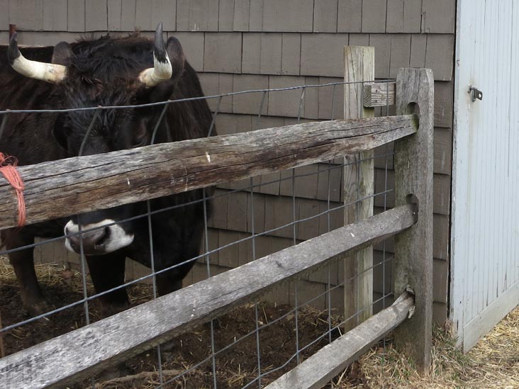 Queens County Farm Museum, Glen Oaks, Queens, March 11, 2013