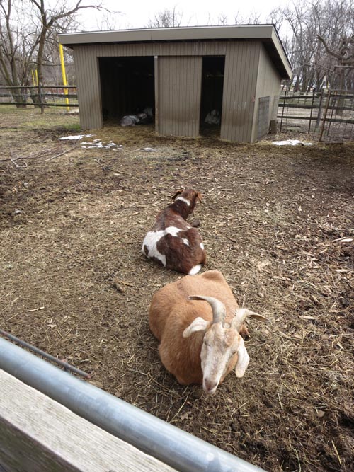 Queens County Farm Museum, Glen Oaks, Queens, March 11, 2013