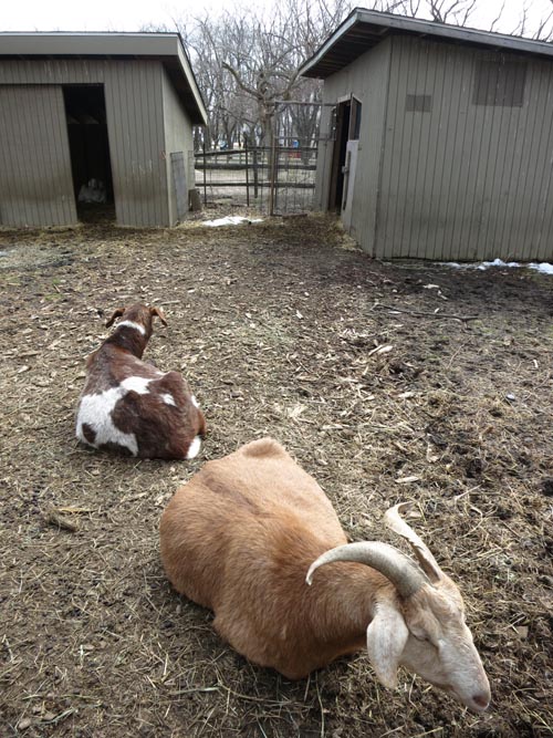 Queens County Farm Museum, Glen Oaks, Queens, March 11, 2013