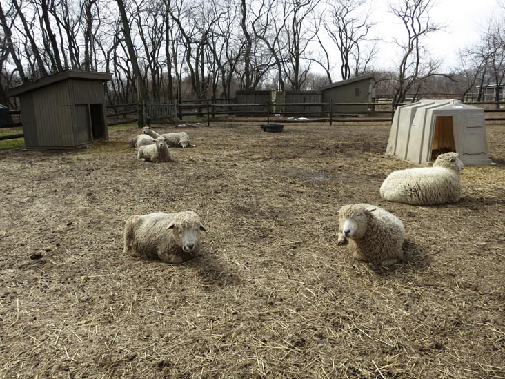 Queens County Farm Museum, Glen Oaks, Queens, March 11, 2013