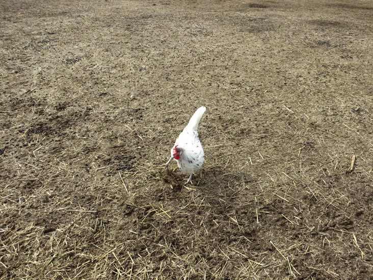 Queens County Farm Museum, Glen Oaks, Queens, March 11, 2013