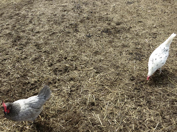 Queens County Farm Museum, Glen Oaks, Queens, March 11, 2013