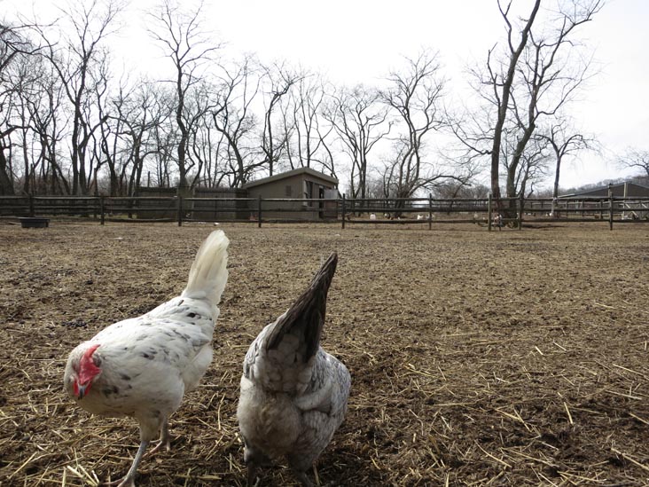 Queens County Farm Museum, Glen Oaks, Queens, March 11, 2013