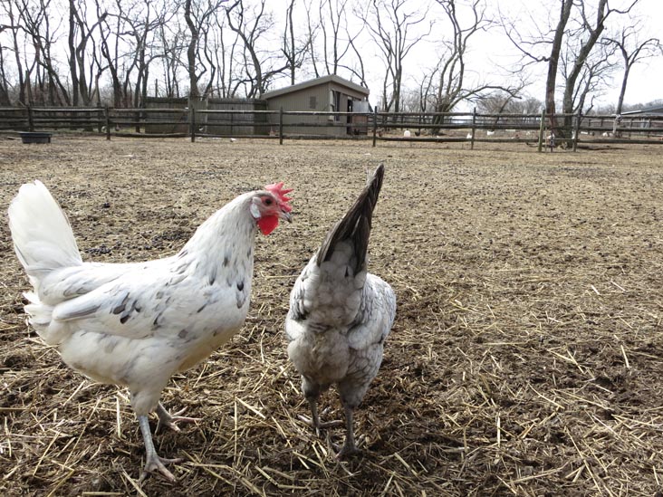 Queens County Farm Museum, Glen Oaks, Queens, March 11, 2013