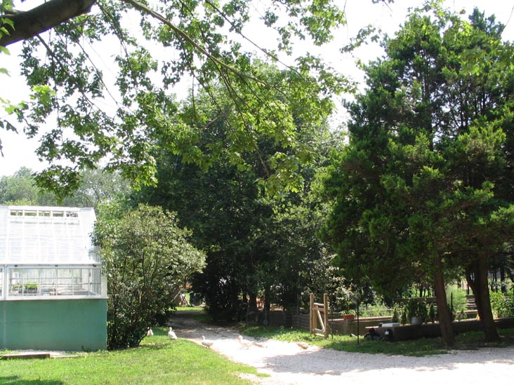 Queens County Farm Museum, Glen Oaks, Queens, June 22, 2006