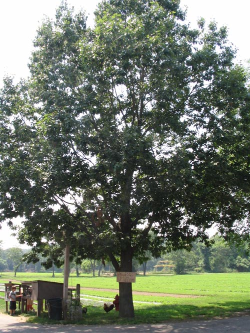 Queens County Farm Museum, Glen Oaks, Queens, June 22, 2006
