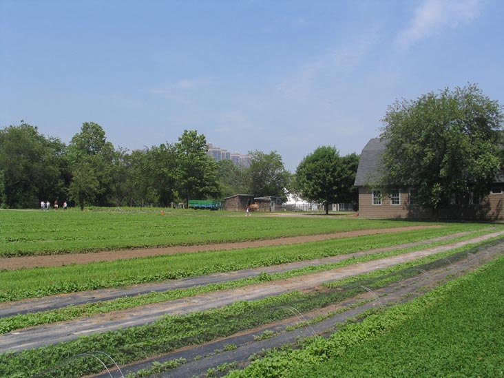 Planting Fields, Queens County Farm Museum, Glen Oaks, Queens, June 22, 2006