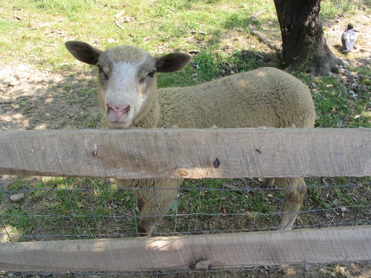 Sheep Pastures, Queens County Farm Museum, Glen Oaks, Queens, June 22, 2006