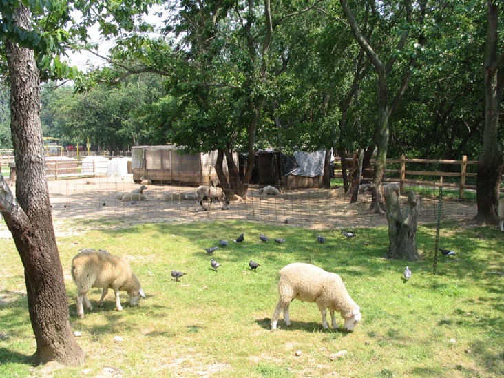 Sheep Pastures, Queens County Farm Museum, Glen Oaks, Queens, June 22, 2006