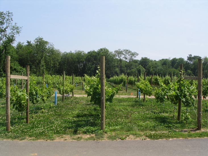 Queens County Farm Museum, Glen Oaks, Queens, June 22, 2006