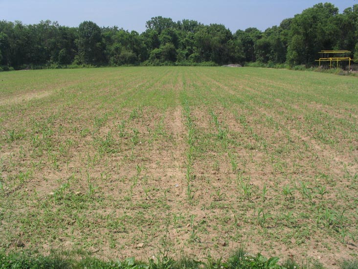Planting Fields, Queens County Farm Museum, Glen Oaks, Queens, June 22, 2006