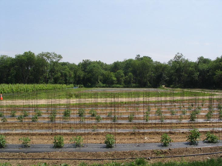 Queens County Farm Museum, Glen Oaks, Queens, June 22, 2006
