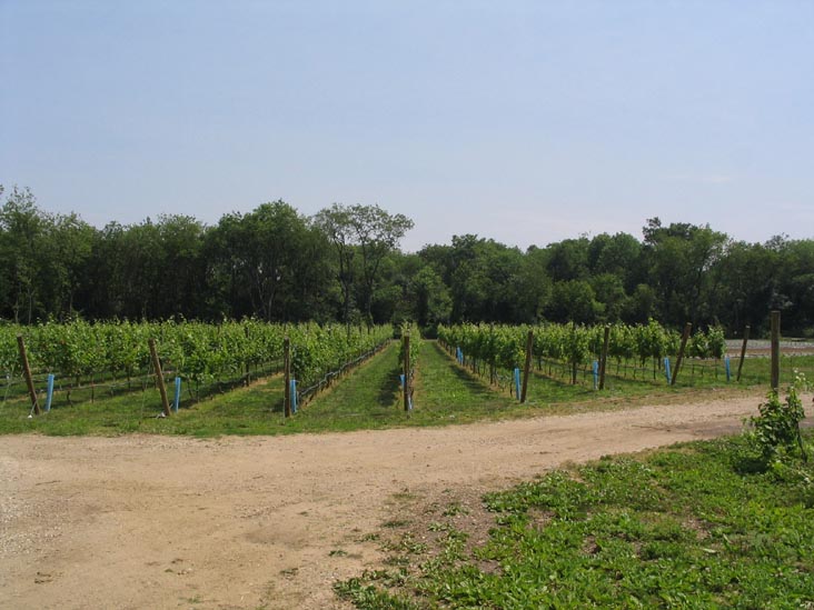 Queens County Farm Museum, Glen Oaks, Queens, June 22, 2006