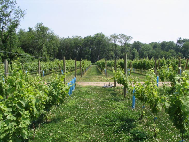 Queens County Farm Museum, Glen Oaks, Queens, June 22, 2006