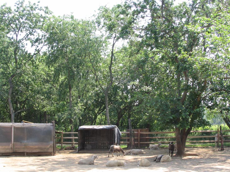 Sheep Pastures, Queens County Farm Museum, Glen Oaks, Queens, June 22, 2006