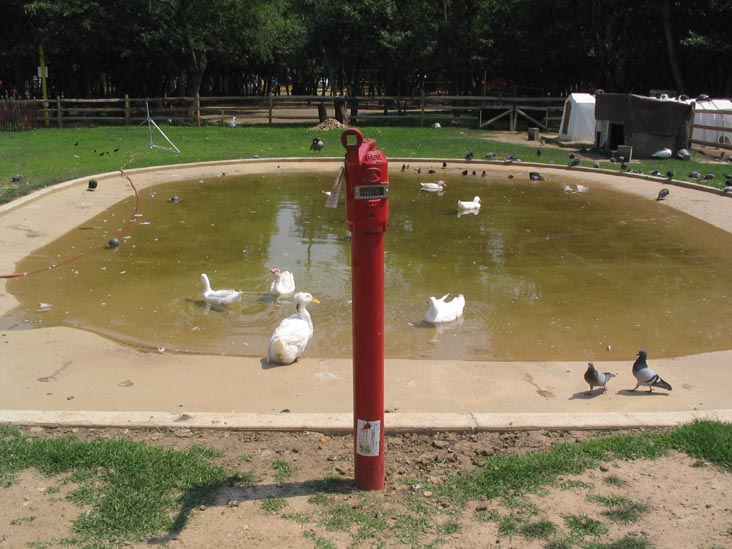 Queens County Farm Museum, Glen Oaks, Queens, June 22, 2006