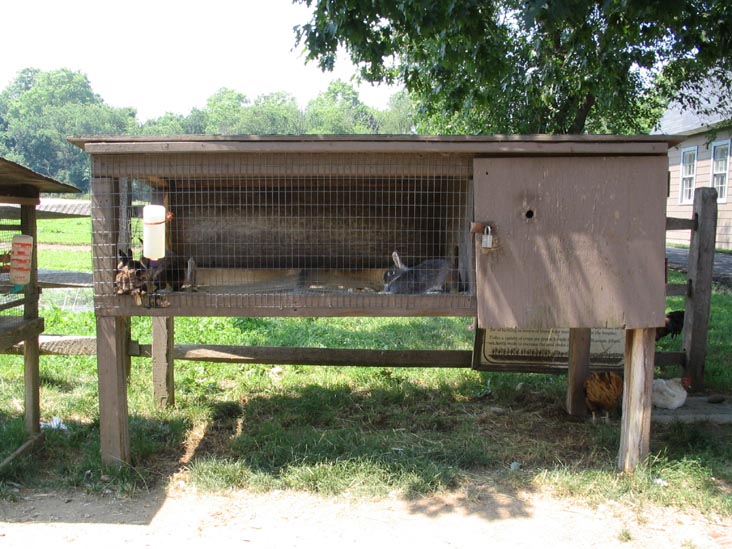 Rabbits, Queens County Farm Museum, Glen Oaks, Queens, June 22, 2006