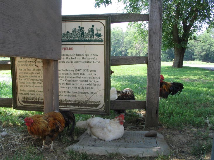 Queens County Farm Museum, Glen Oaks, Queens, June 22, 2006