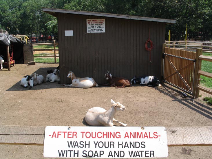 Queens County Farm Museum, Glen Oaks, Queens, June 22, 2006