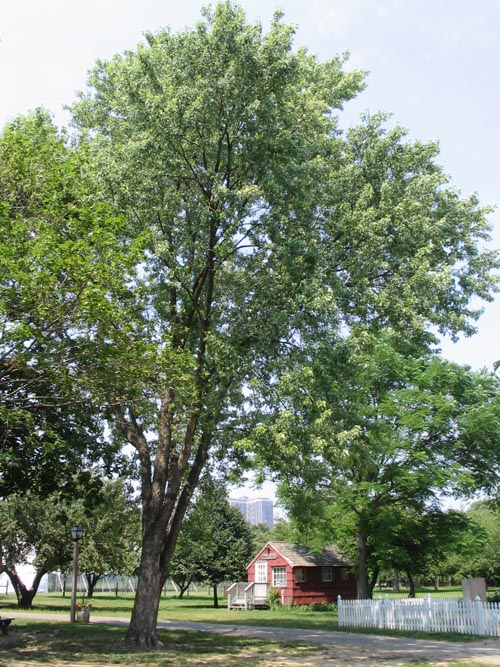 Queens County Farm Museum, Glen Oaks, Queens, June 22, 2006