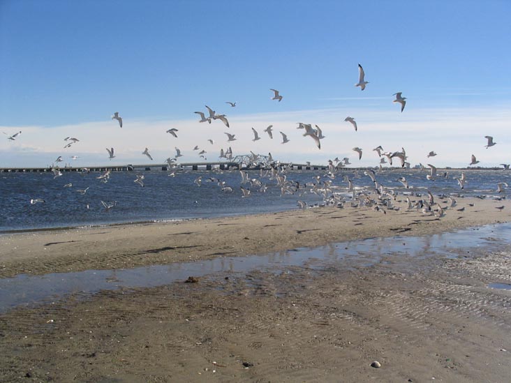 Sea Gulls, Frank M. Charles Memorial Park, Howard Beach, Queens