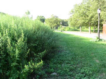 Kissena Corridor Park Near Fajardo Playground, Queens